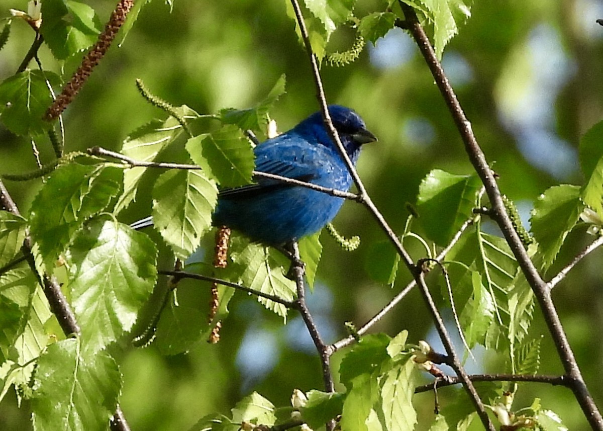 Indigo Bunting - Tim Ward