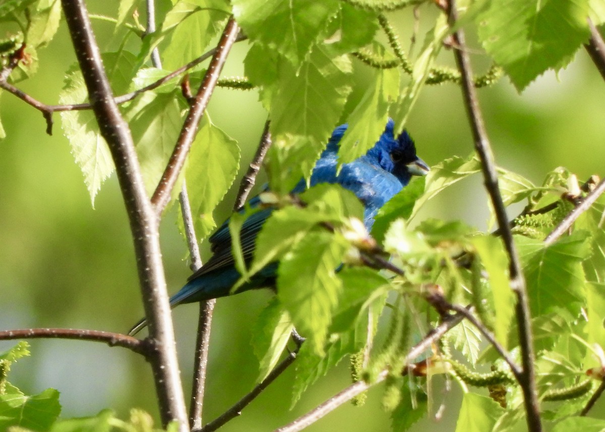 Indigo Bunting - Tim Ward