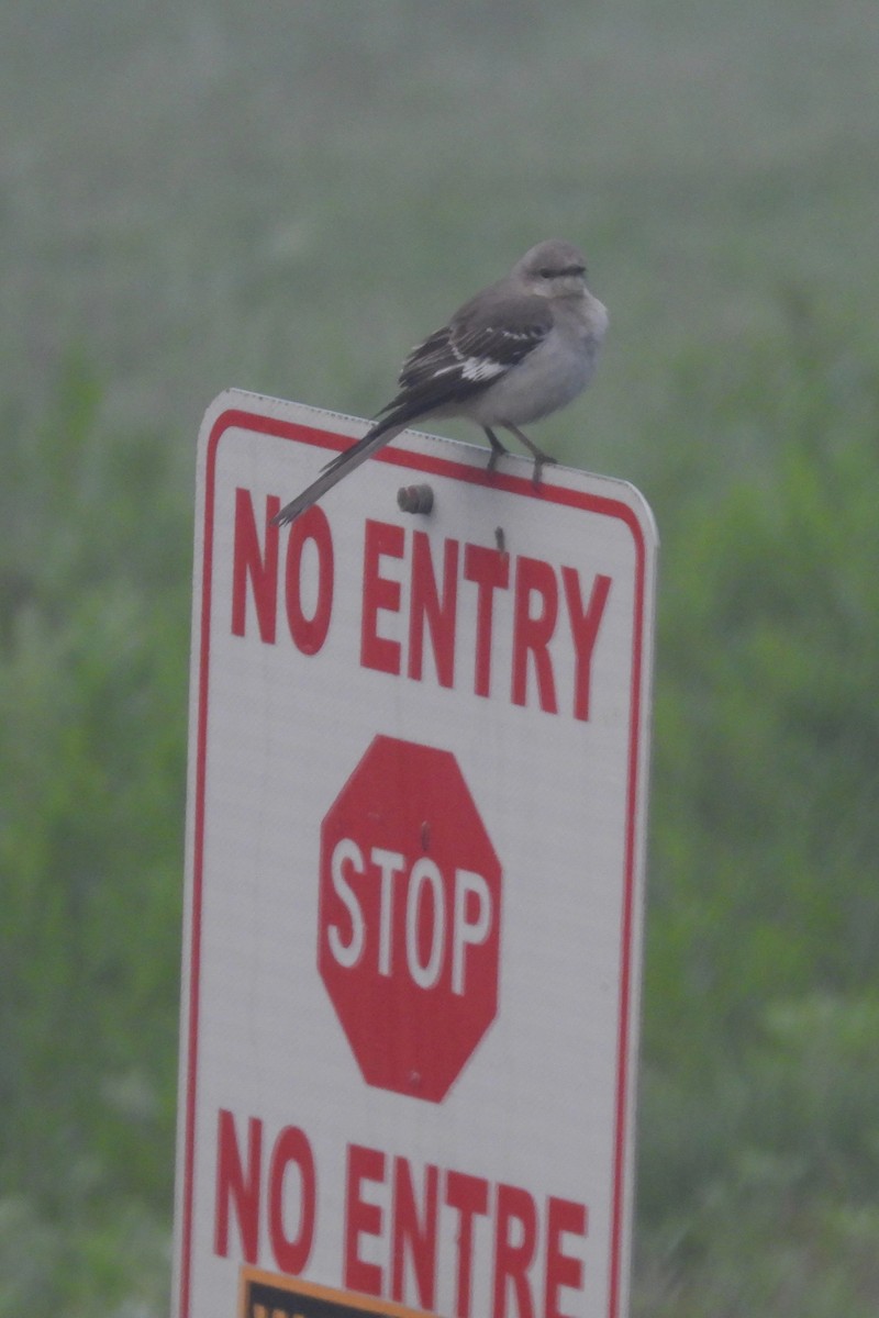 Northern Mockingbird - Larry Gaugler