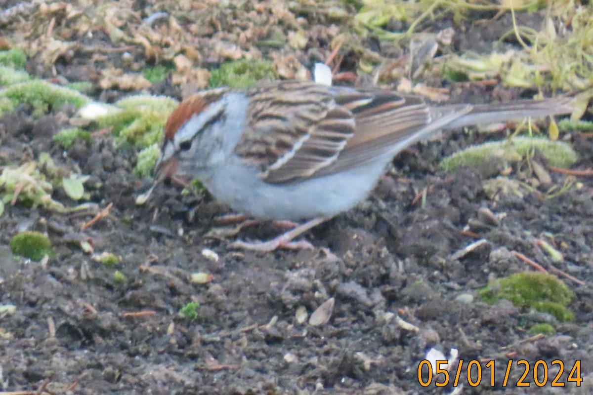 Chipping Sparrow - Ellen Smulders