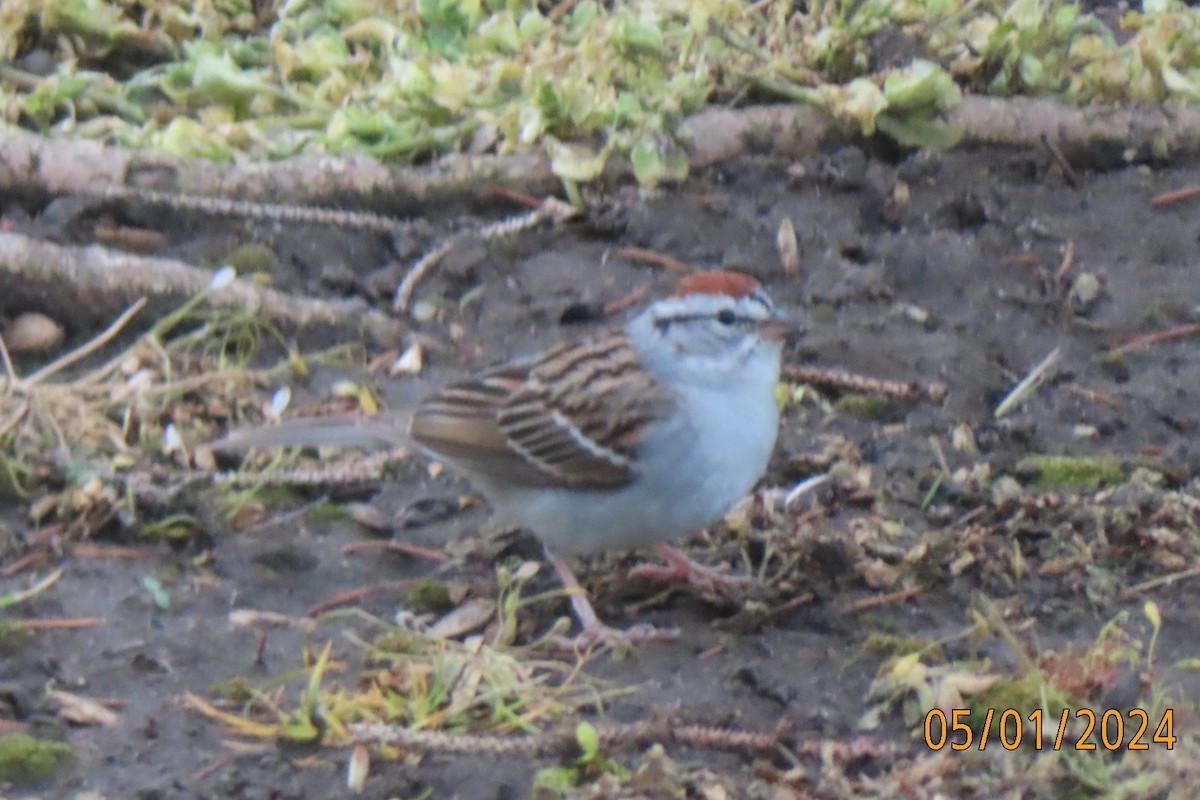 Chipping Sparrow - ML618825588