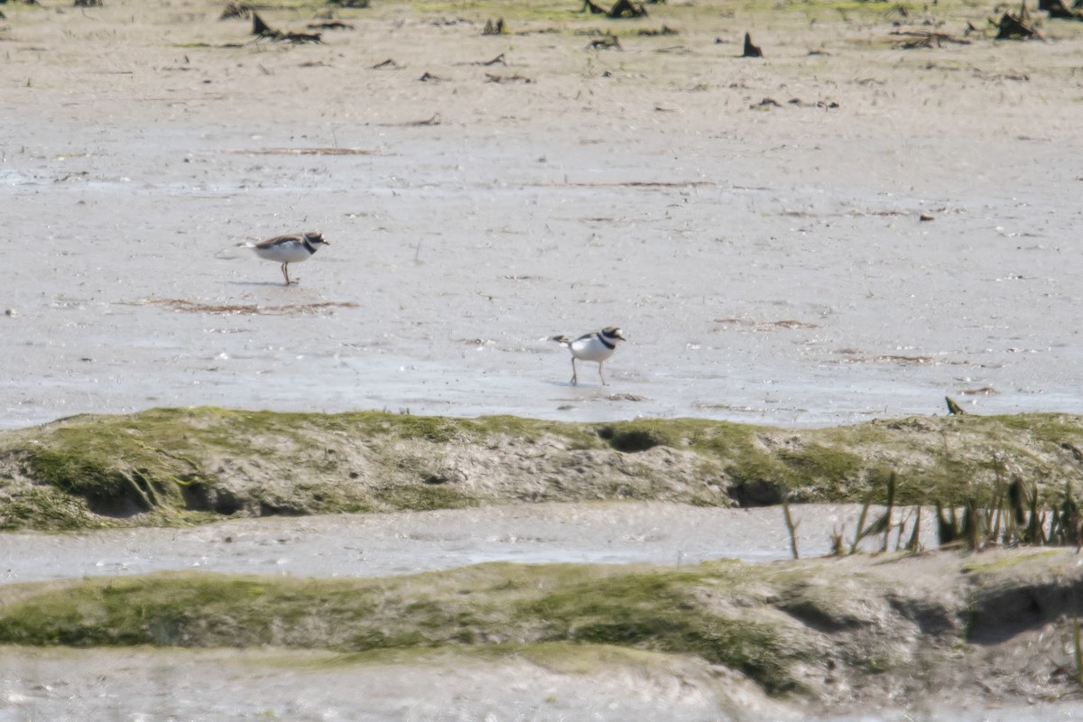 Common Ringed Plover - David Campbell