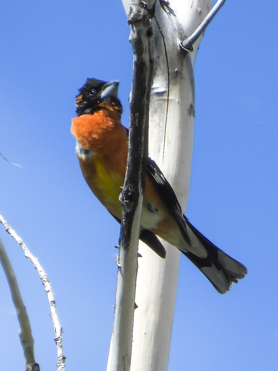 Black-headed Grosbeak - Tamara Aho