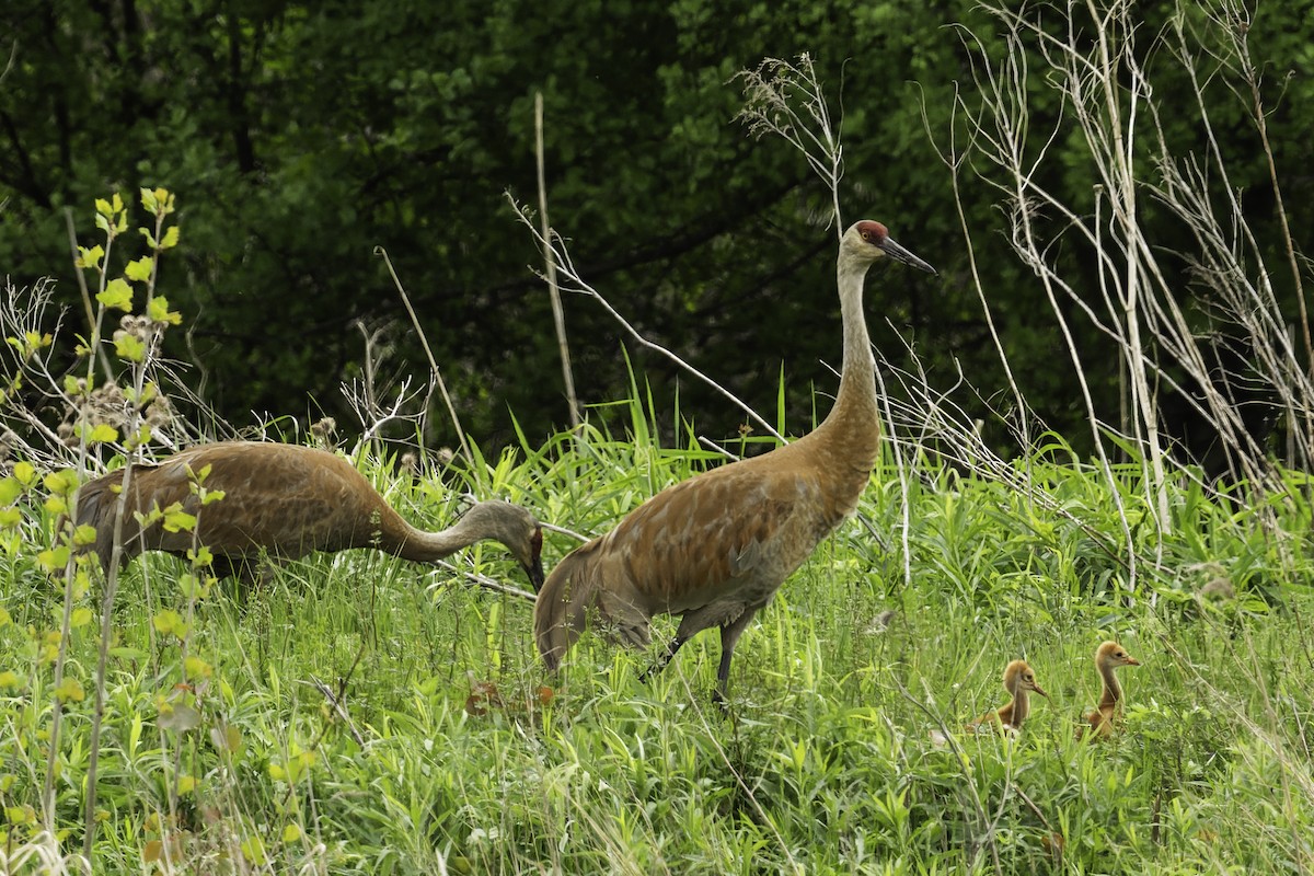 Sandhill Crane - Mamie Weed