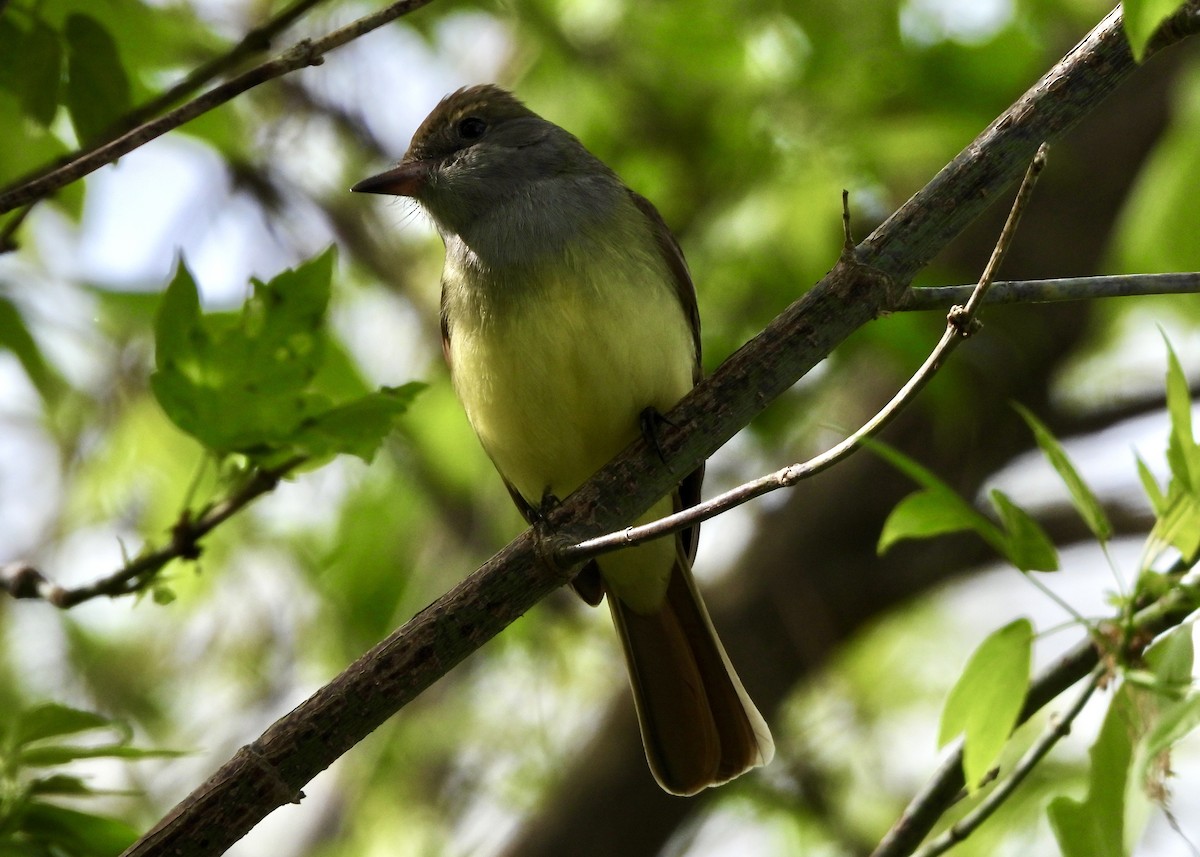 Great Crested Flycatcher - ML618825642