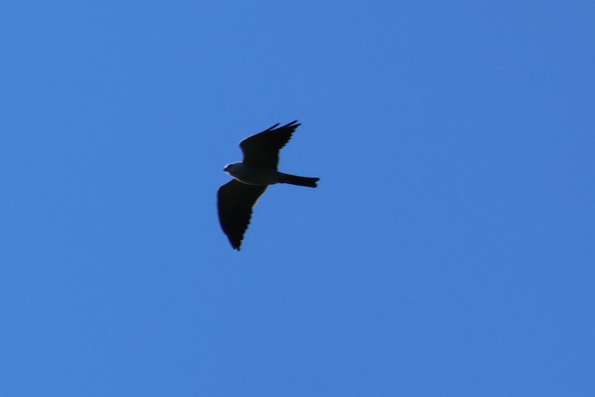 Mississippi Kite - Vern Bothwell