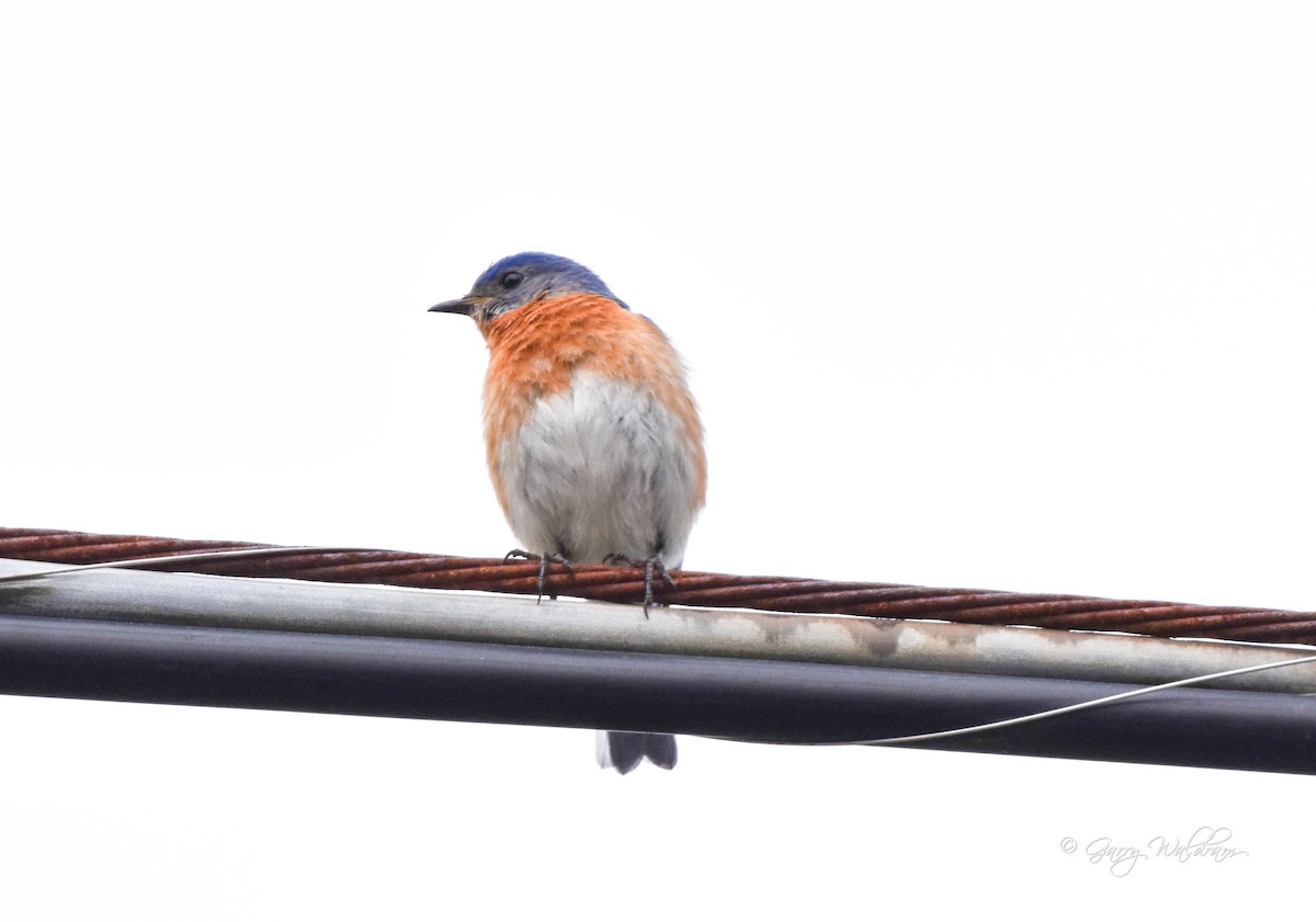 Eastern Bluebird - Garry Waldram