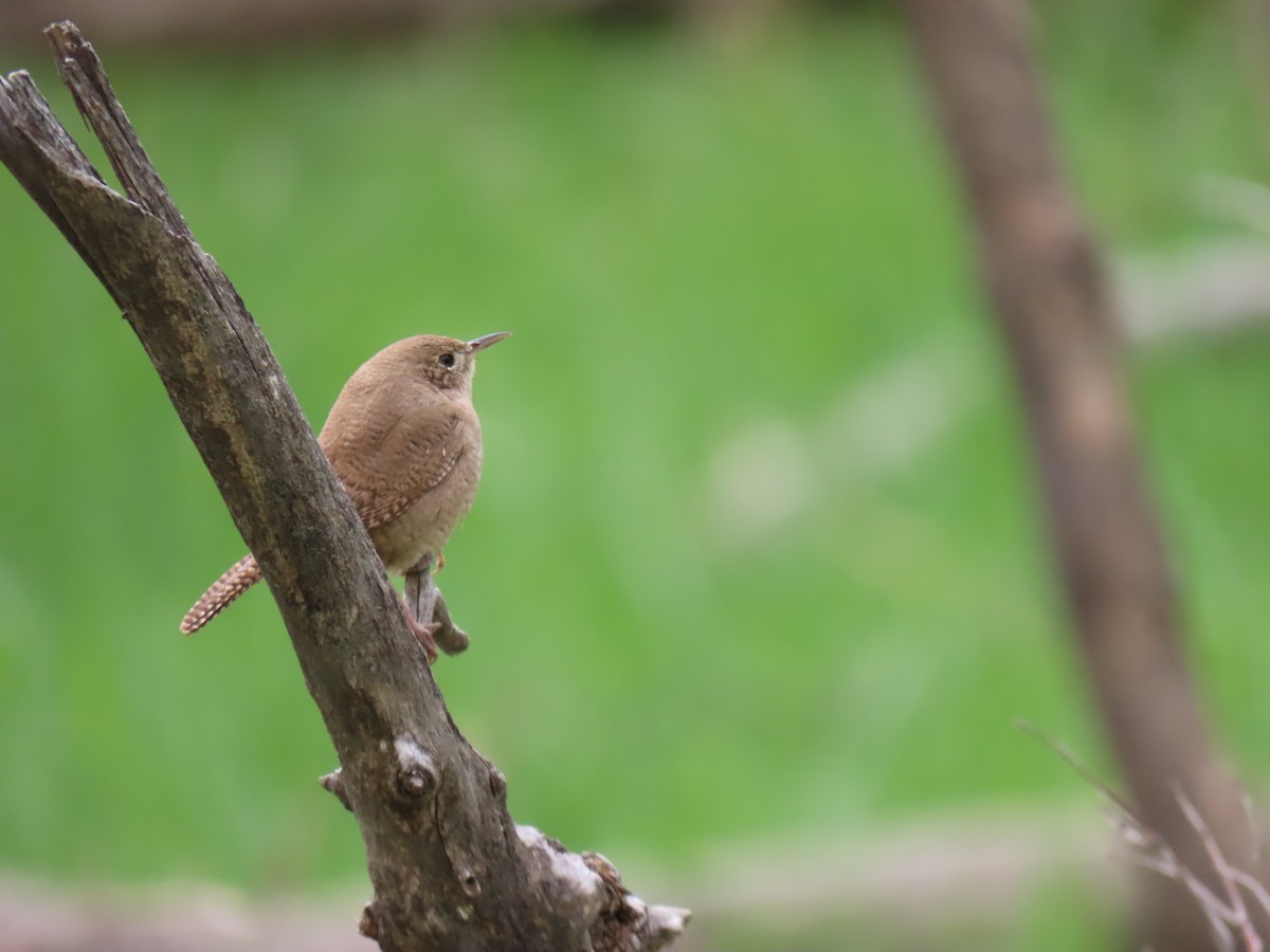 House Wren - Cyndy Johnson