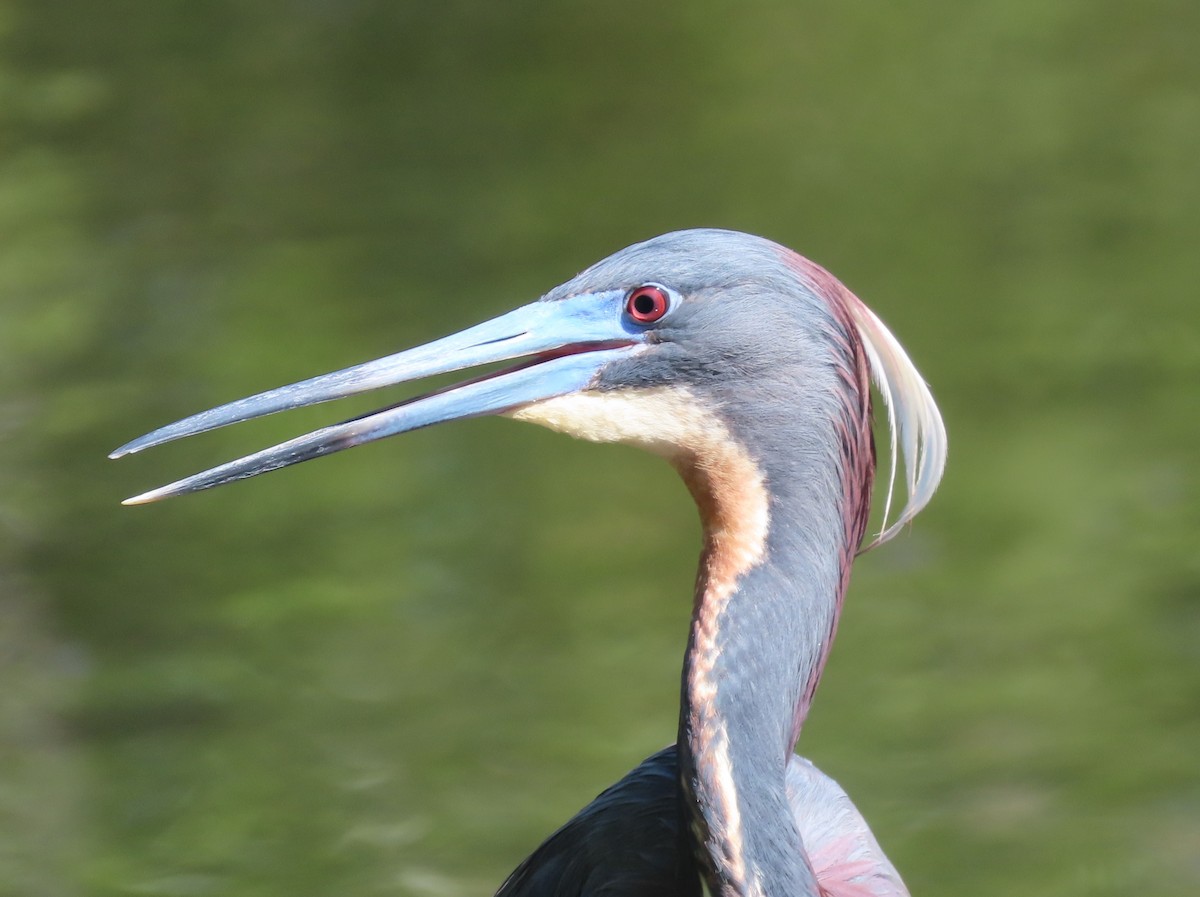 Tricolored Heron - Pamela Hunt