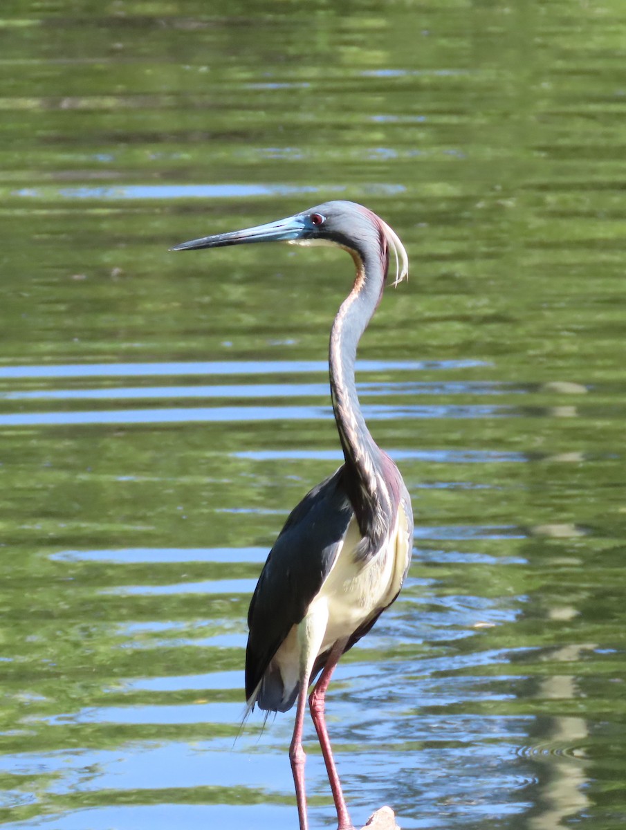 Tricolored Heron - Pamela Hunt