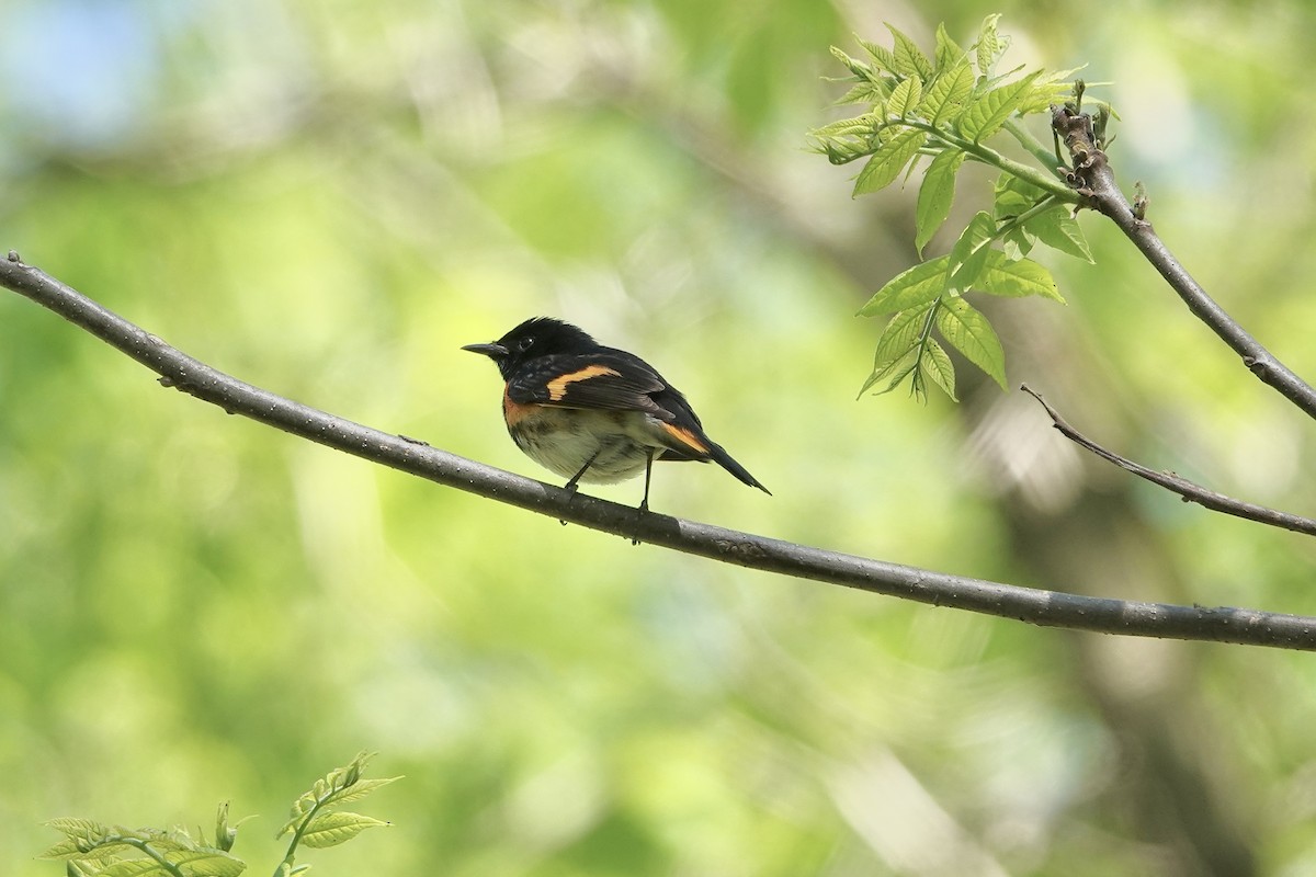 American Redstart - Carol MacKenzie