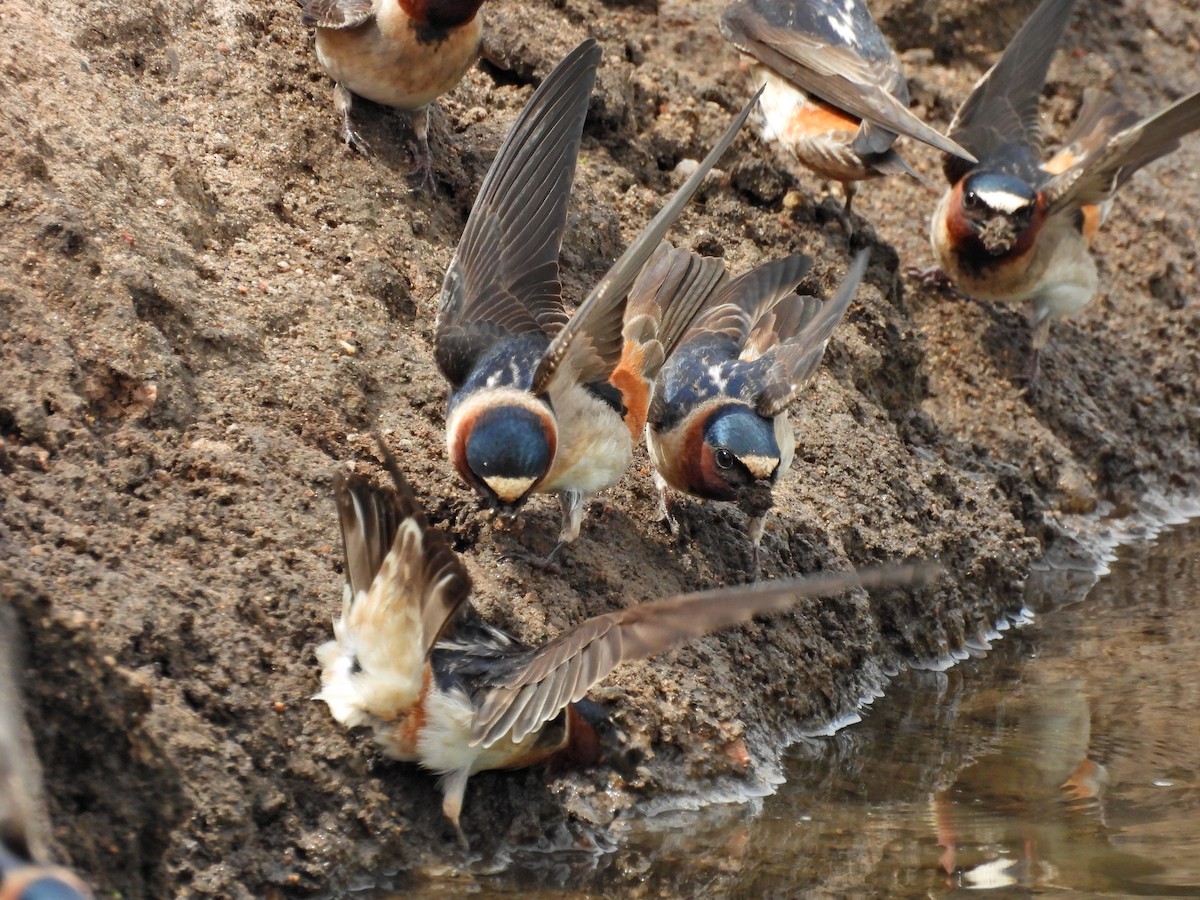 Cliff Swallow - Spencer Hurt