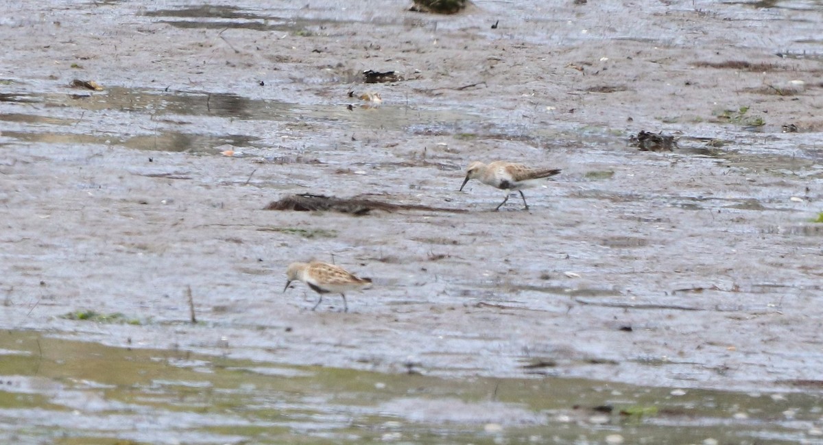 Dunlin - David Santamaría Urbano