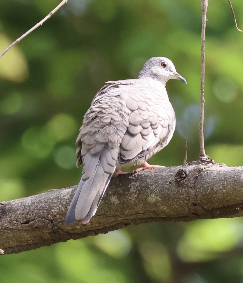 Inca Dove - Debbie Crowley