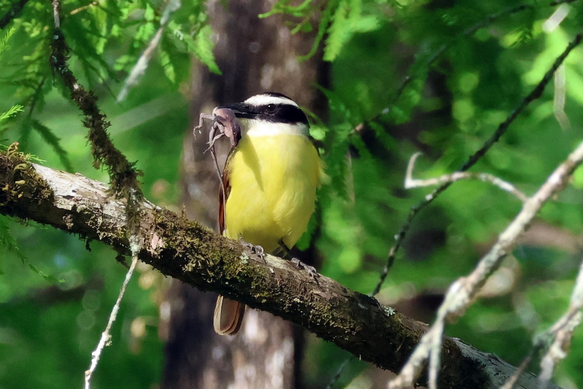 Great Kiskadee - Vern Bothwell