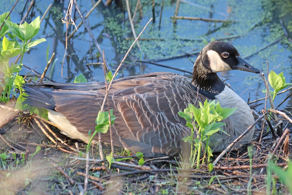 Canada Goose - Daniel Loss