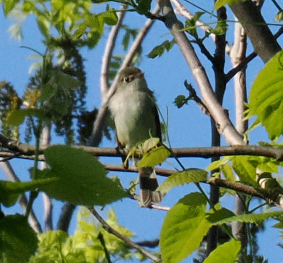 Least Flycatcher - Patricia Rettig