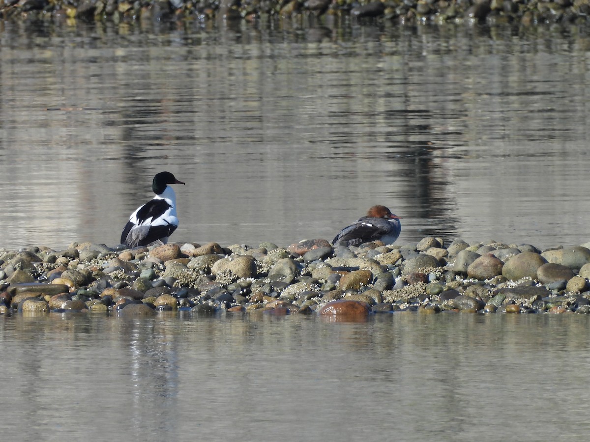 Common Merganser - Mark Stevens