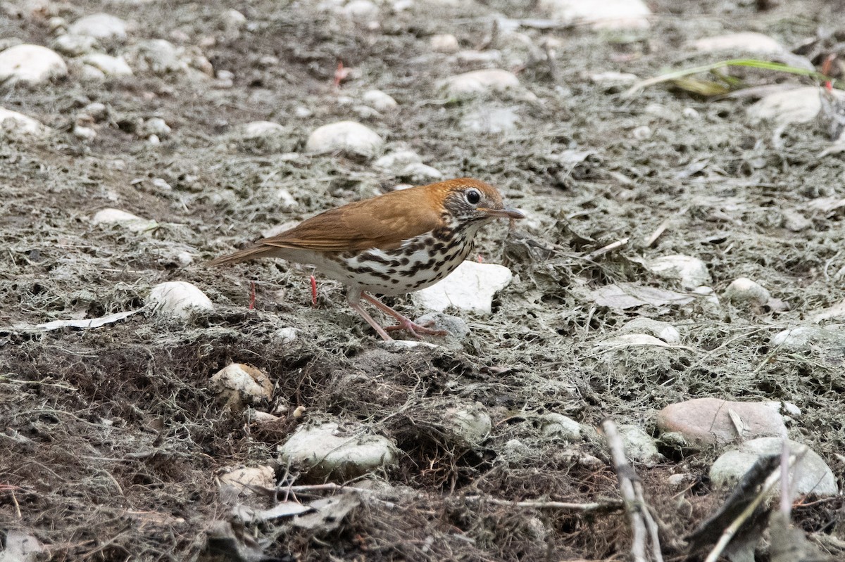 Wood Thrush - David Wade