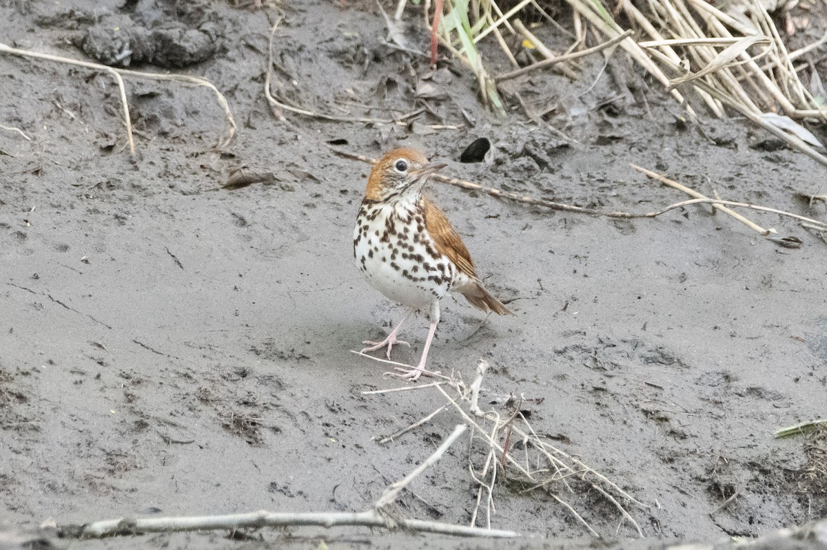 Wood Thrush - David Wade