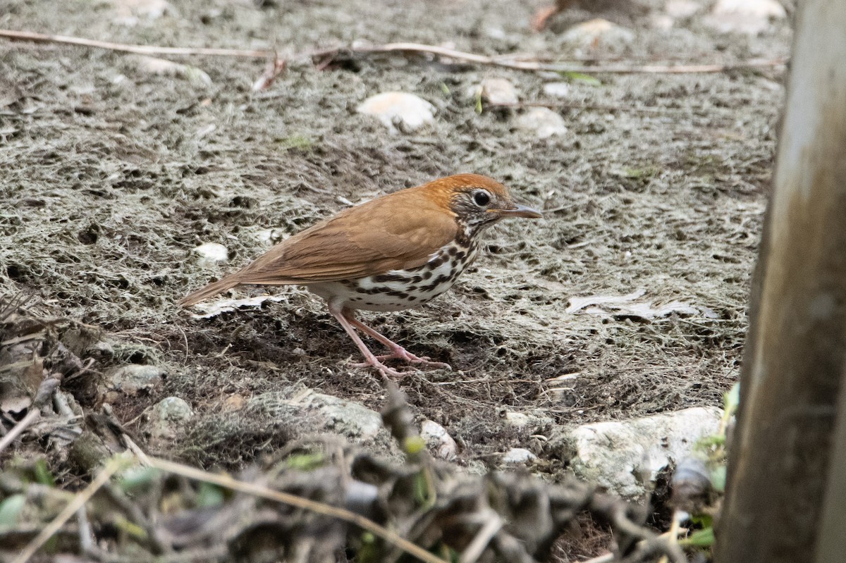 Wood Thrush - David Wade