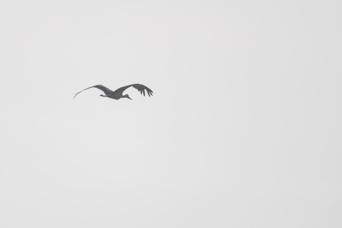 White Stork - ML618825766