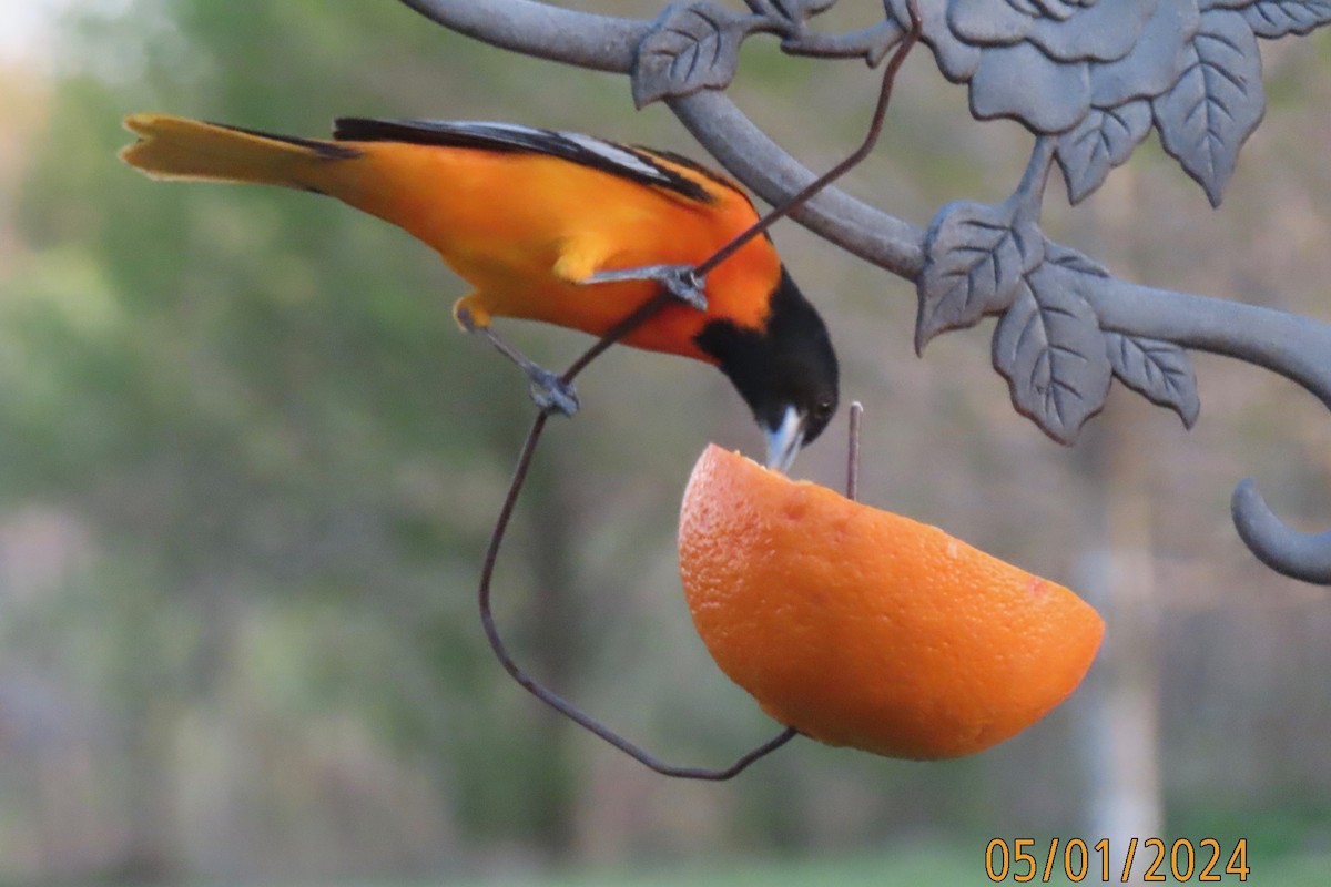 Baltimore Oriole - Ellen Smulders