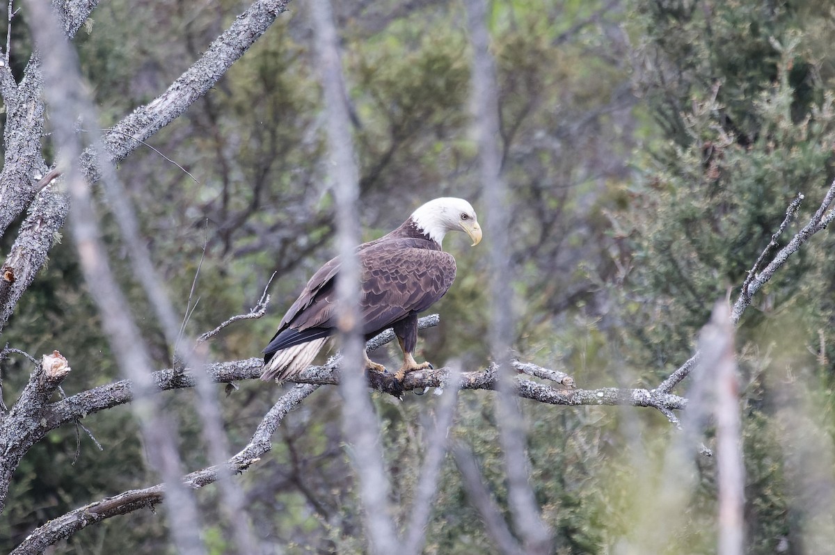 Bald Eagle - Mike Van Norman