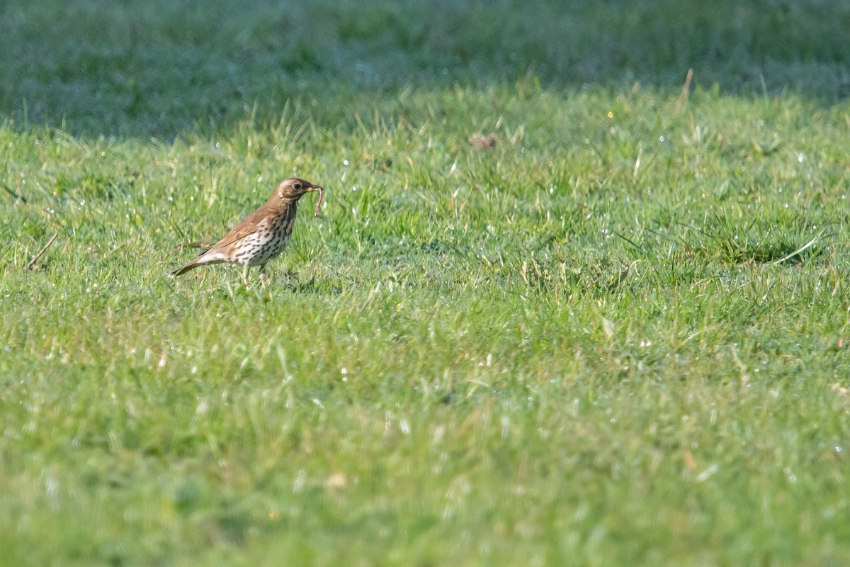 Song Thrush - ML618825777