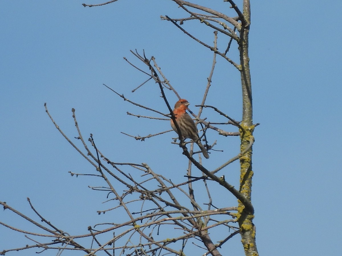 House Finch - Mark Stevens