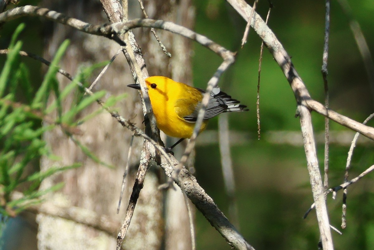 Prothonotary Warbler - Vern Bothwell