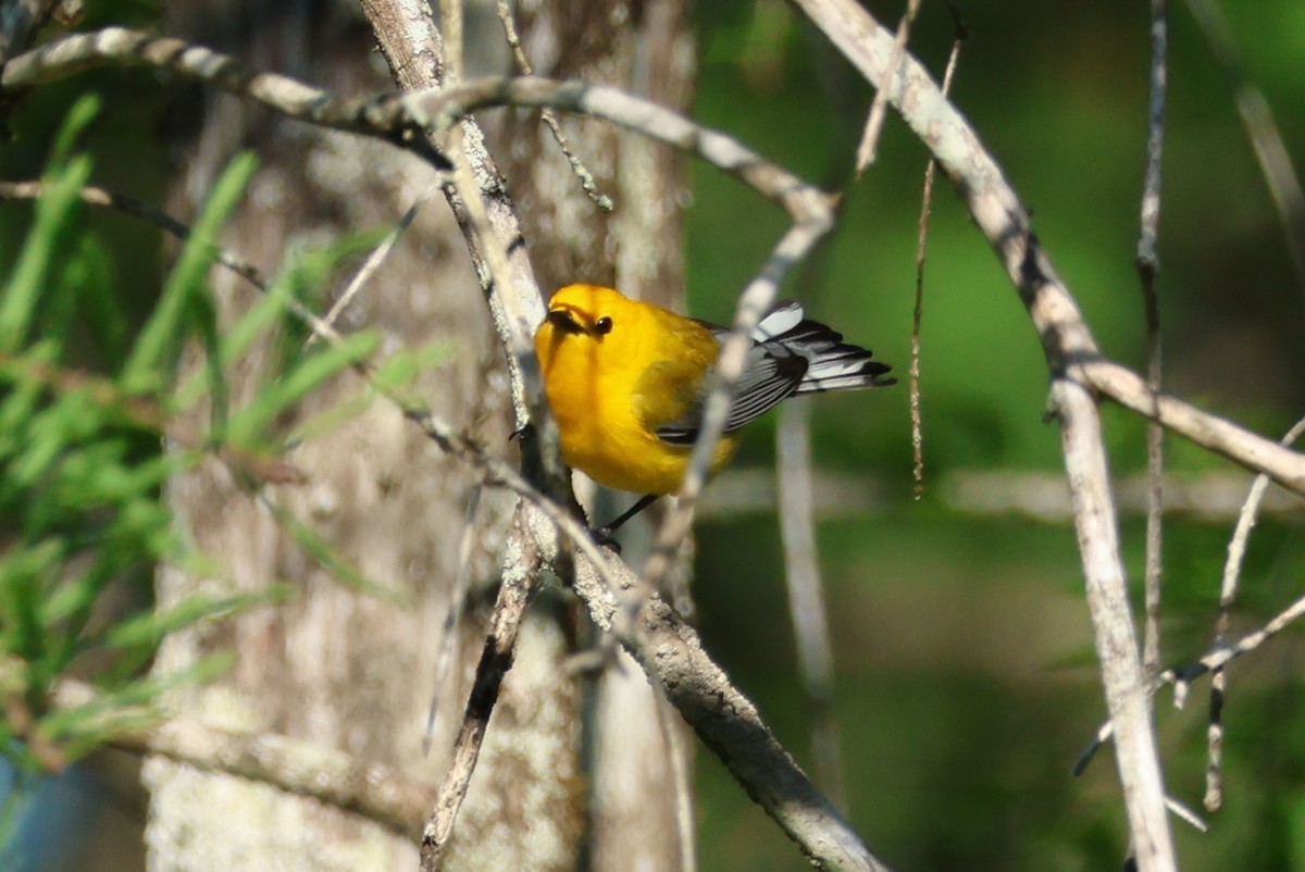 Prothonotary Warbler - Vern Bothwell