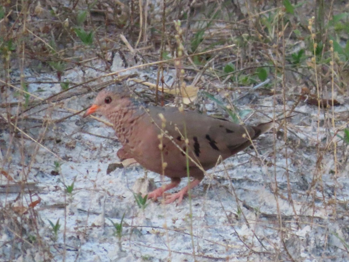 Common Ground Dove - Pamela Hunt