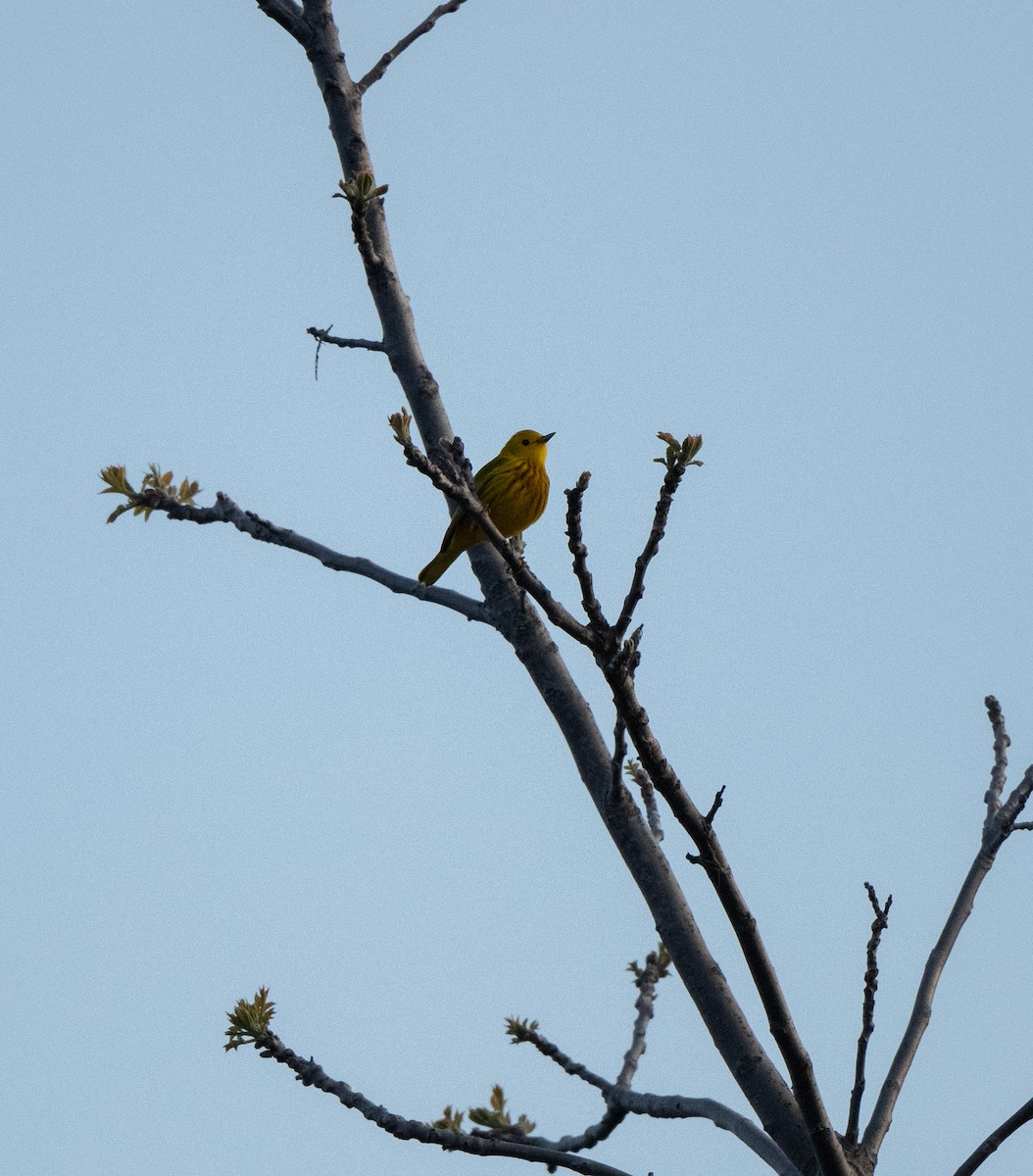 Yellow Warbler - Marilyn White