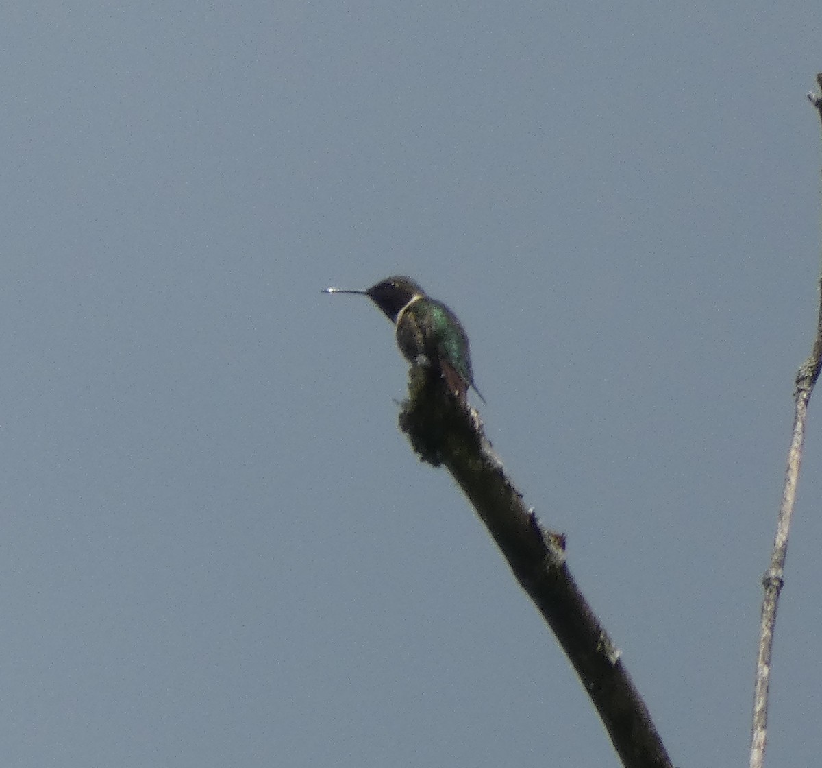 Ruby-throated Hummingbird - Matt Peppe