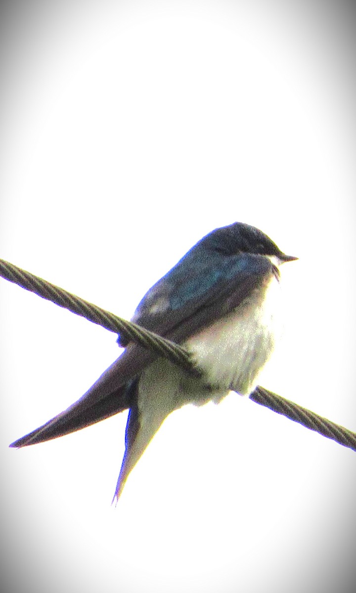 Tree Swallow - Fred Kachmarik