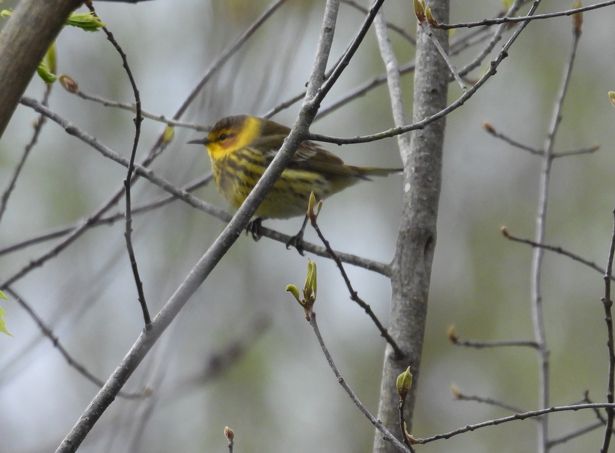 Cape May Warbler - Glenn Hodgkins