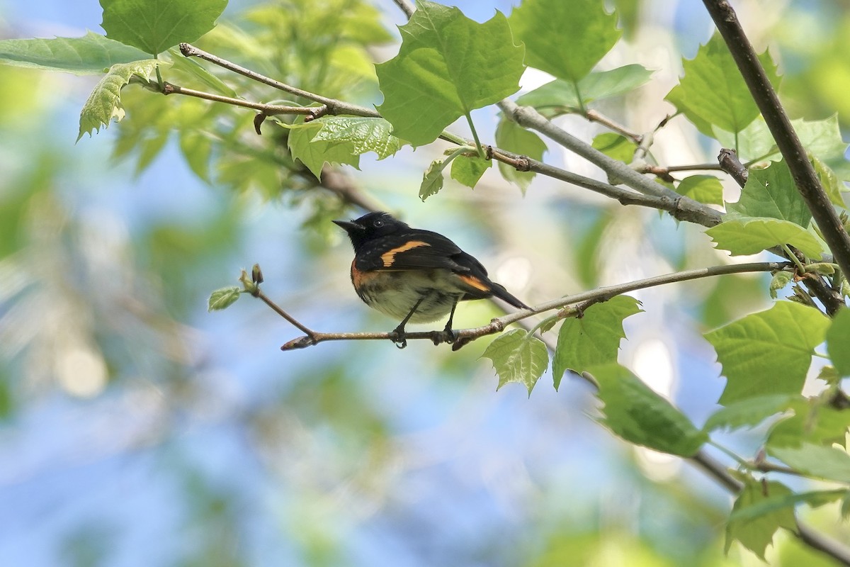 American Redstart - Carol MacKenzie