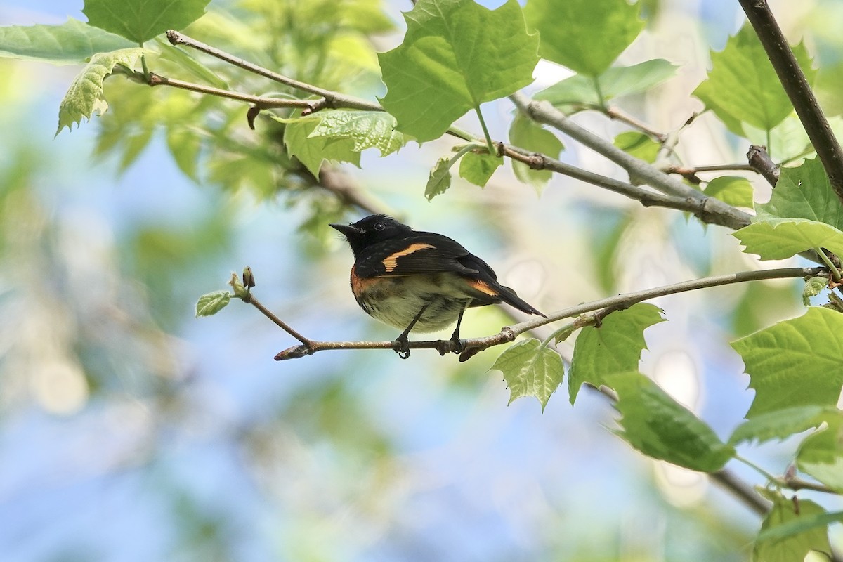 American Redstart - Carol MacKenzie