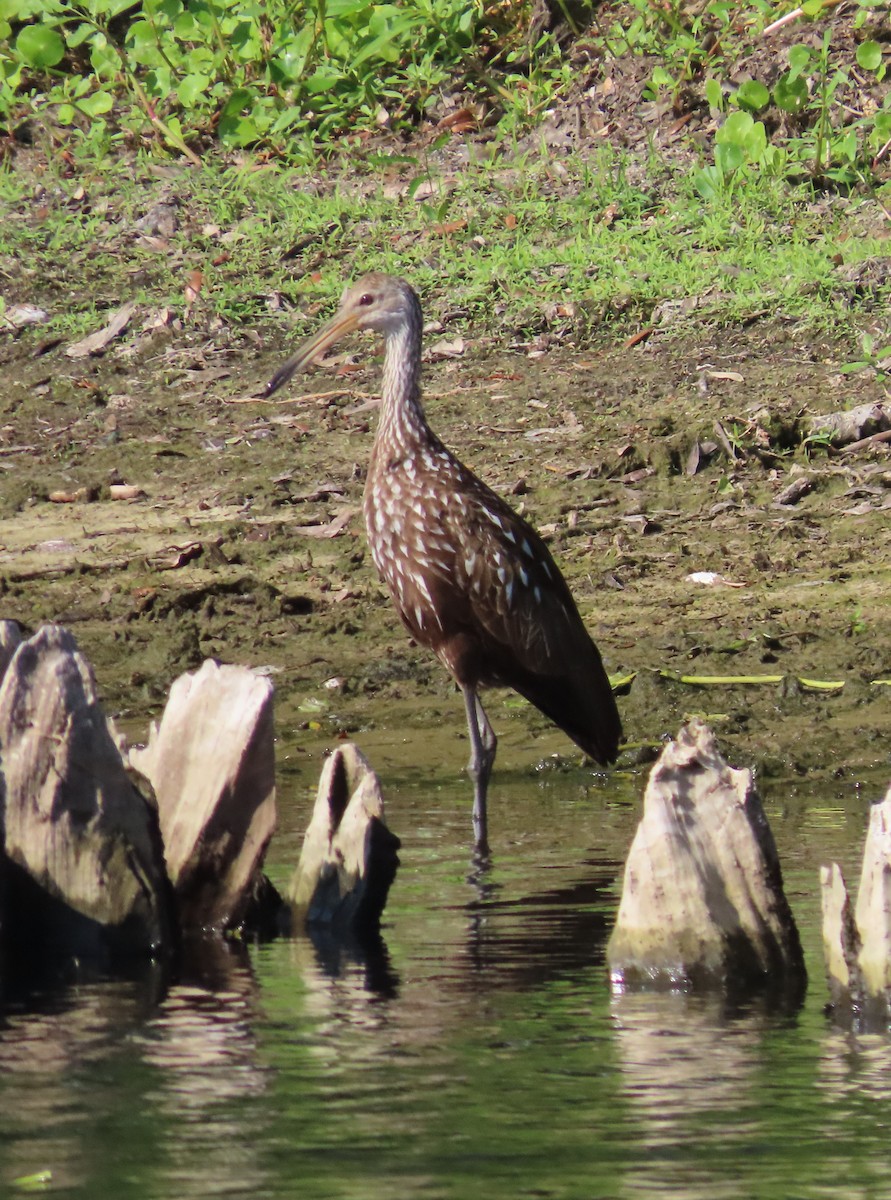 Limpkin - Pamela Hunt