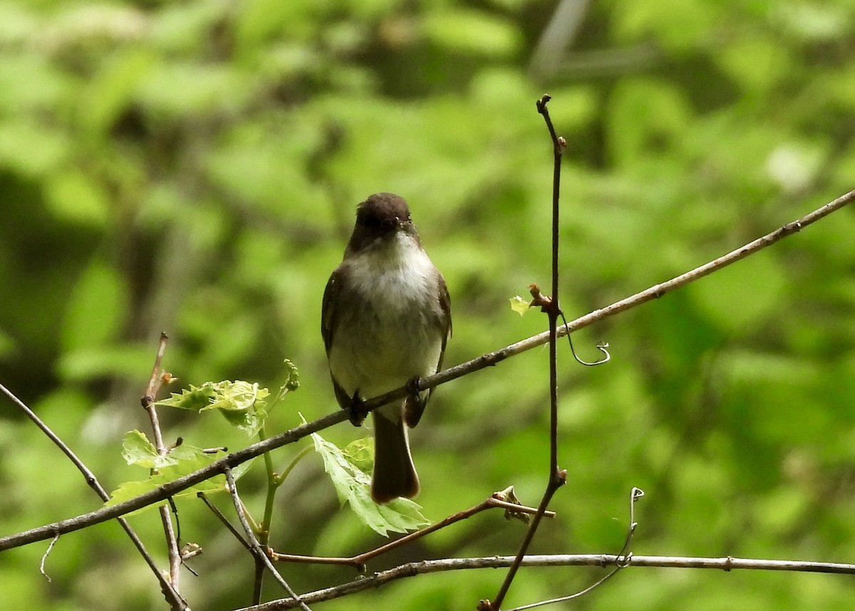 Eastern Phoebe - Tim Ward