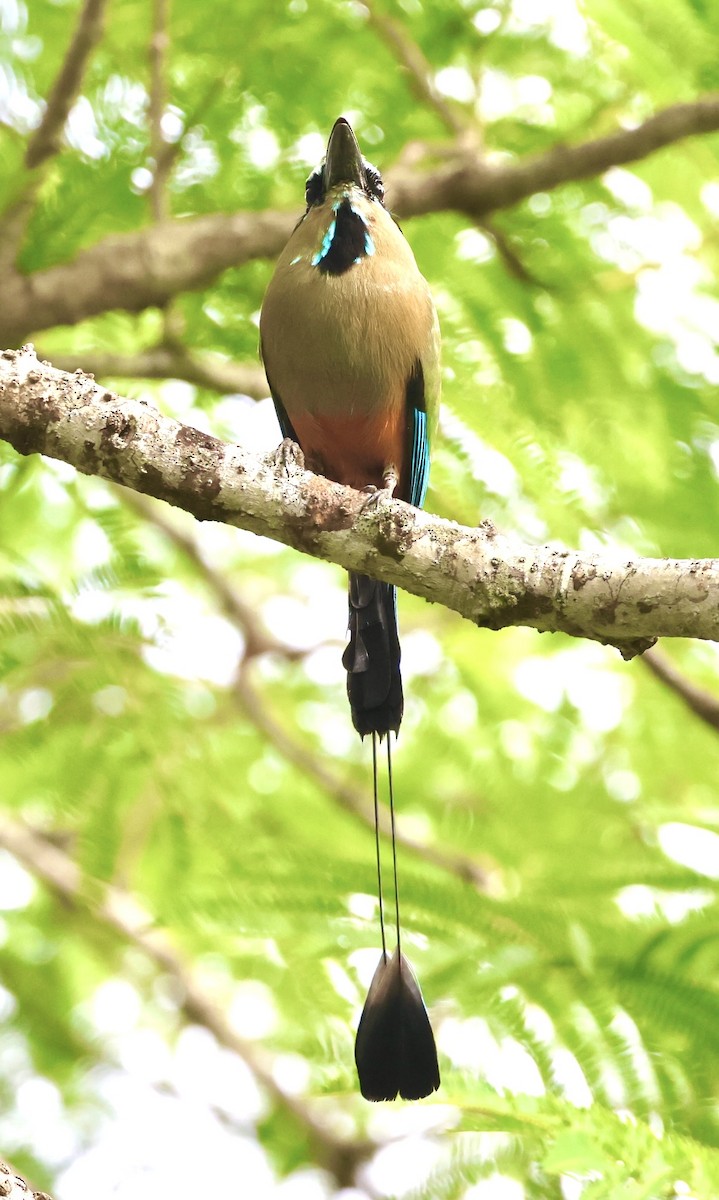 Turquoise-browed Motmot - Debbie Crowley