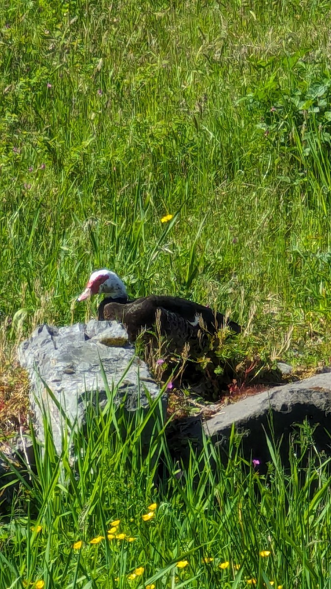 Muscovy Duck (Domestic type) - Anonymous