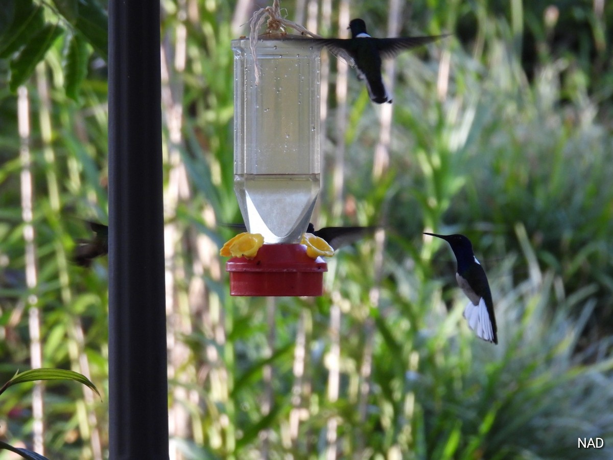 White-necked Jacobin - Nelva de Daly