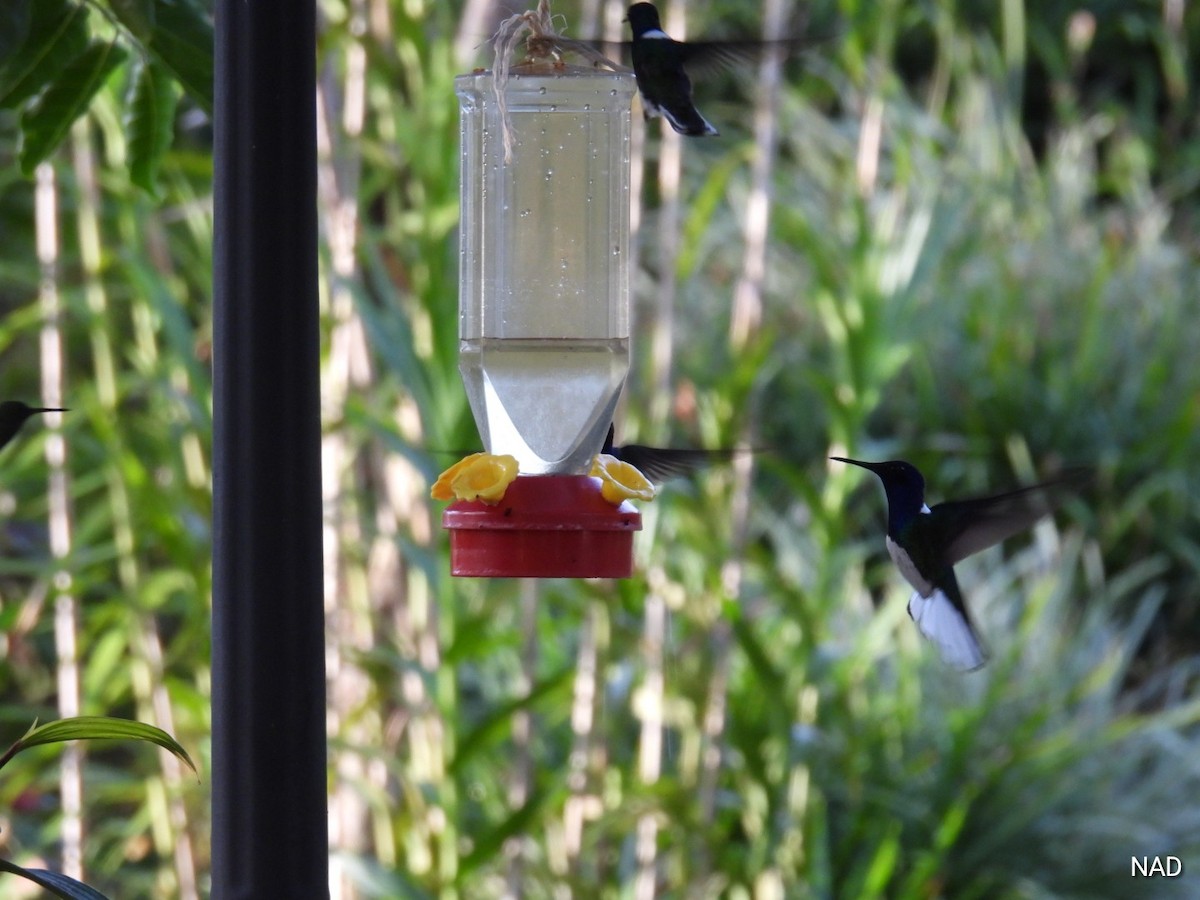 White-necked Jacobin - Nelva de Daly