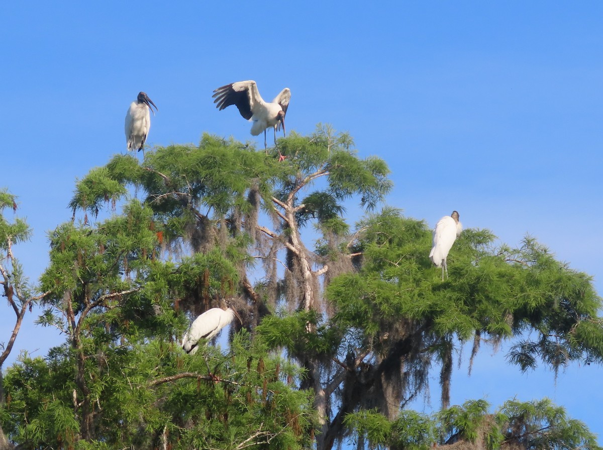 Wood Stork - Pamela Hunt