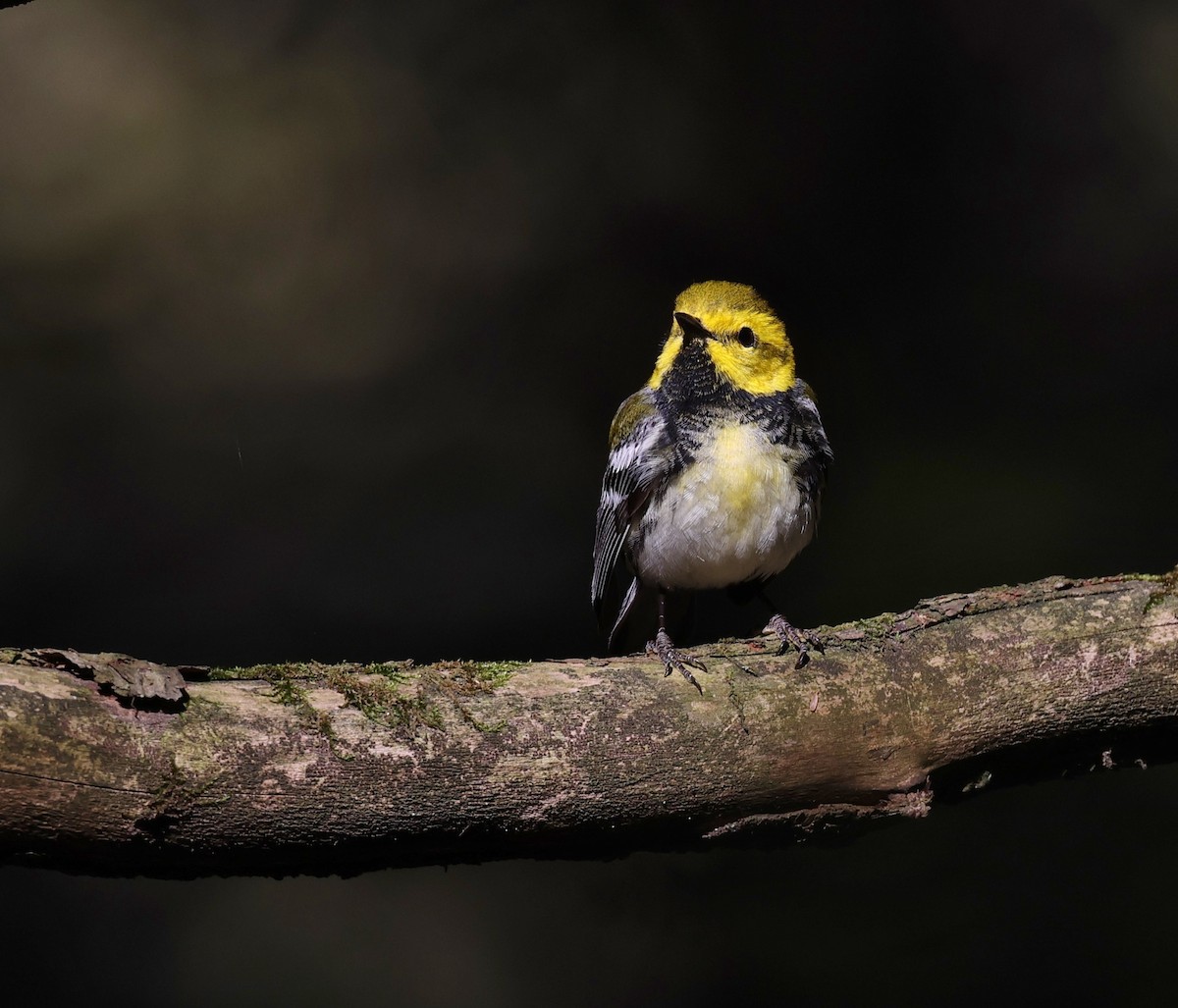 Black-throated Green Warbler - Jean Carpentier