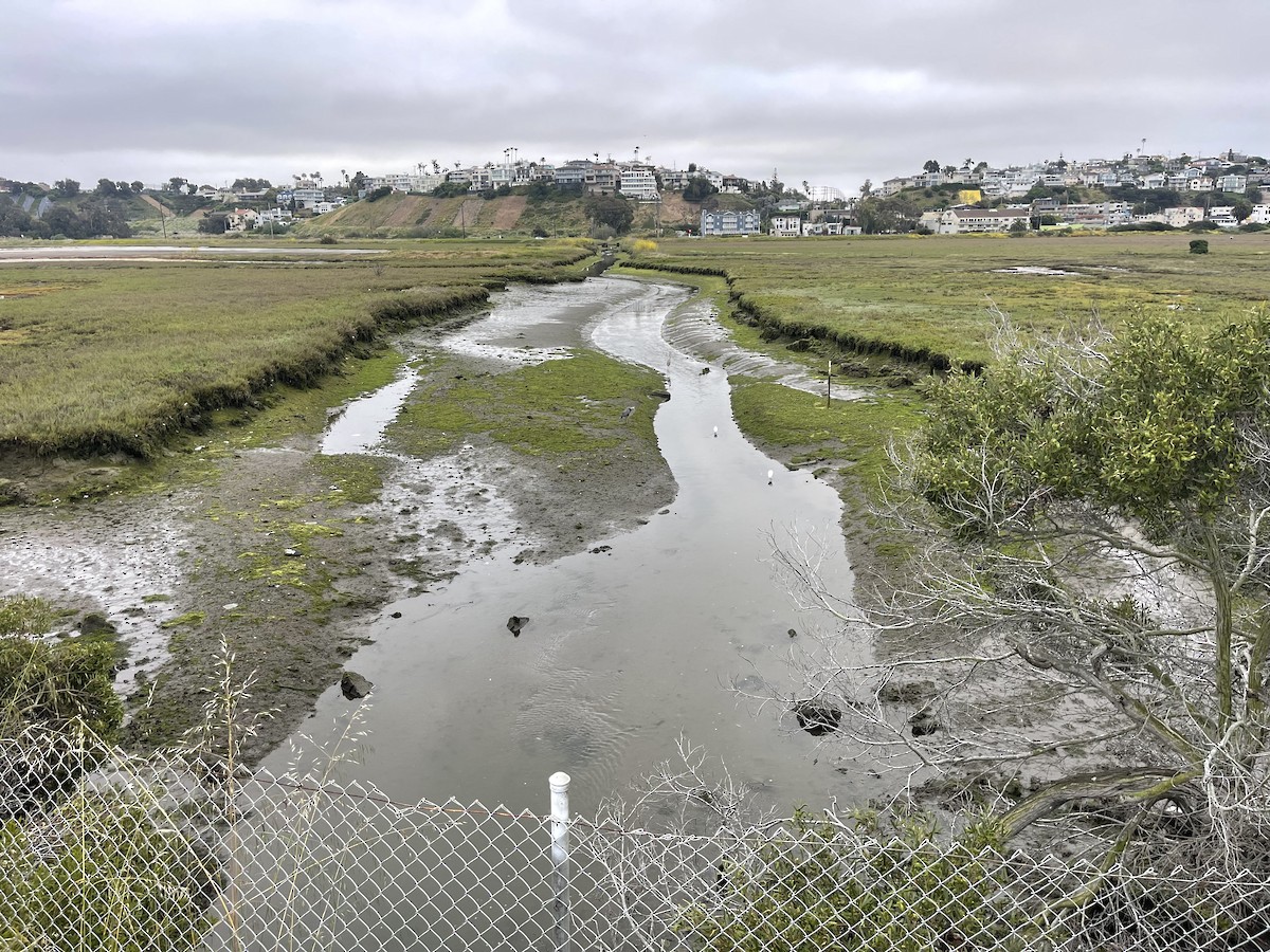 Great Blue Heron - ML618825884