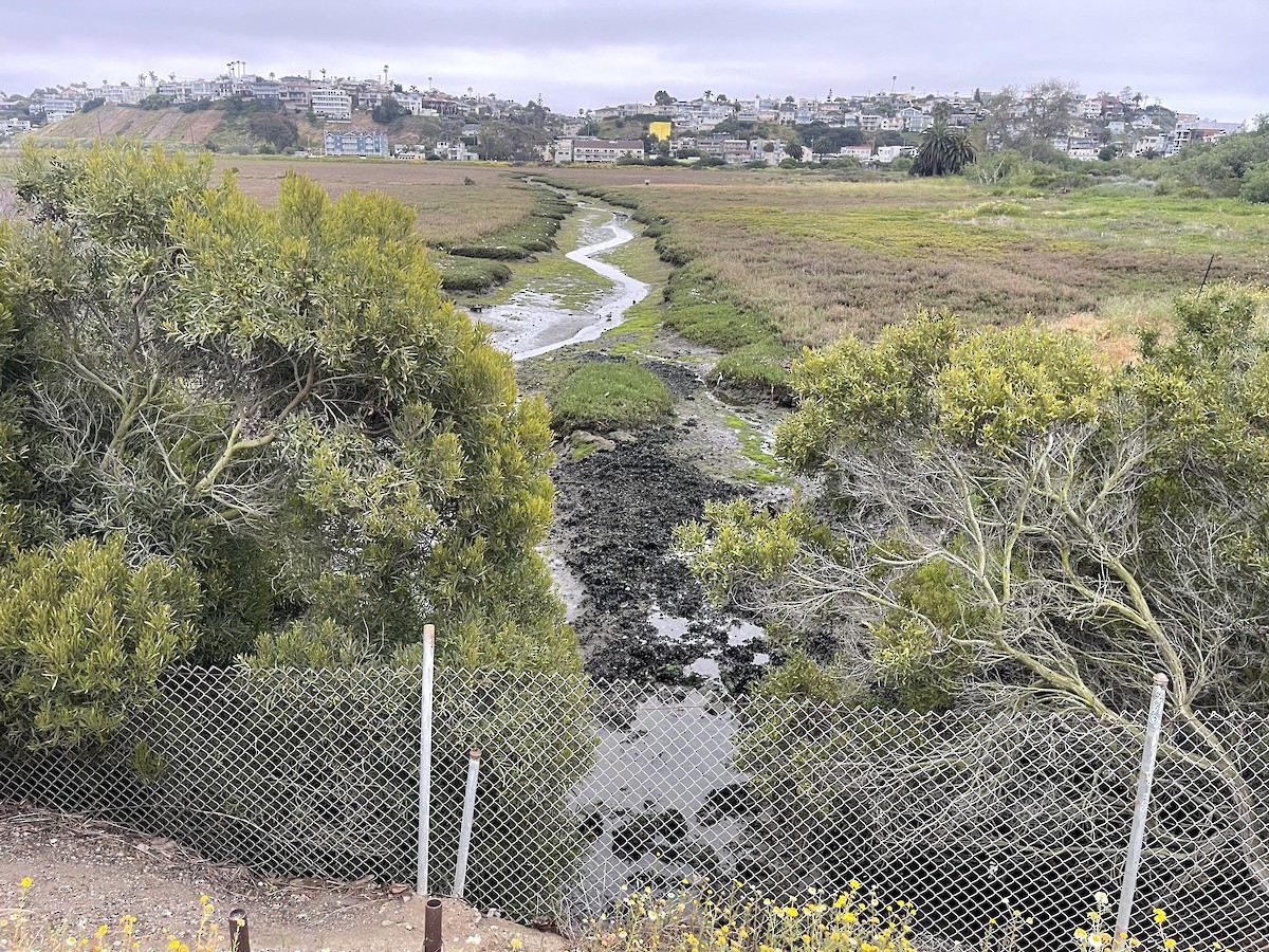 Great Blue Heron - ML618825885