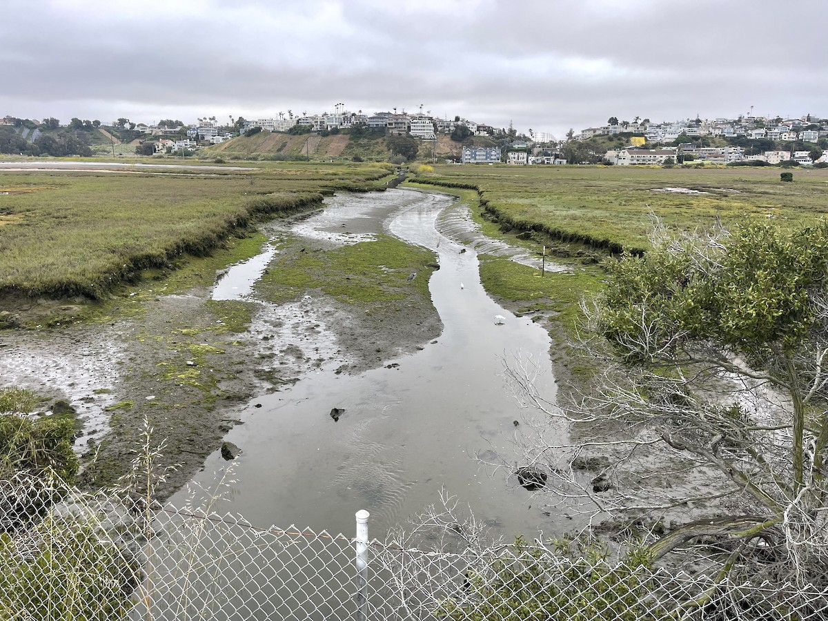 Great Blue Heron - ML618825886